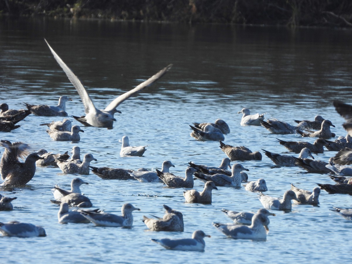 gull sp. - alan murray
