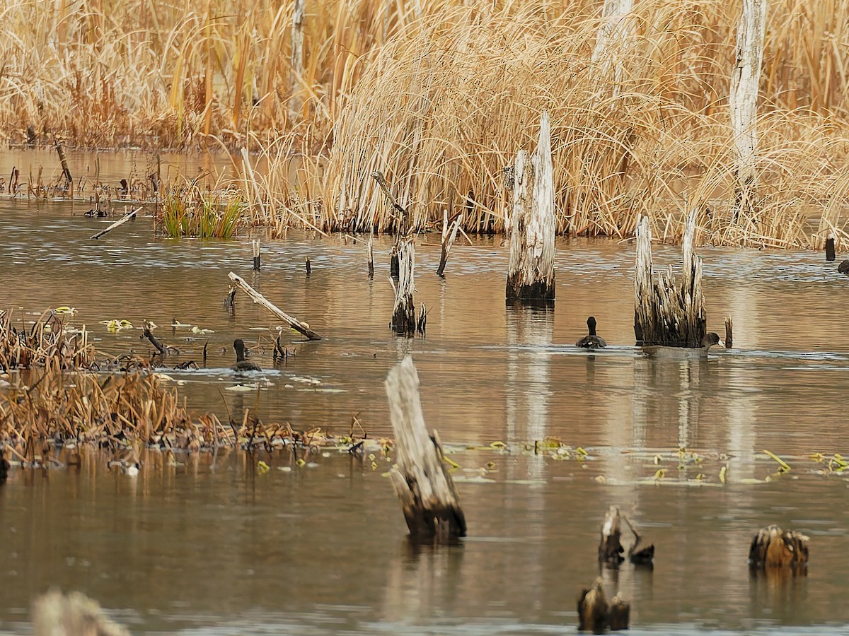 American Coot - ML625923286