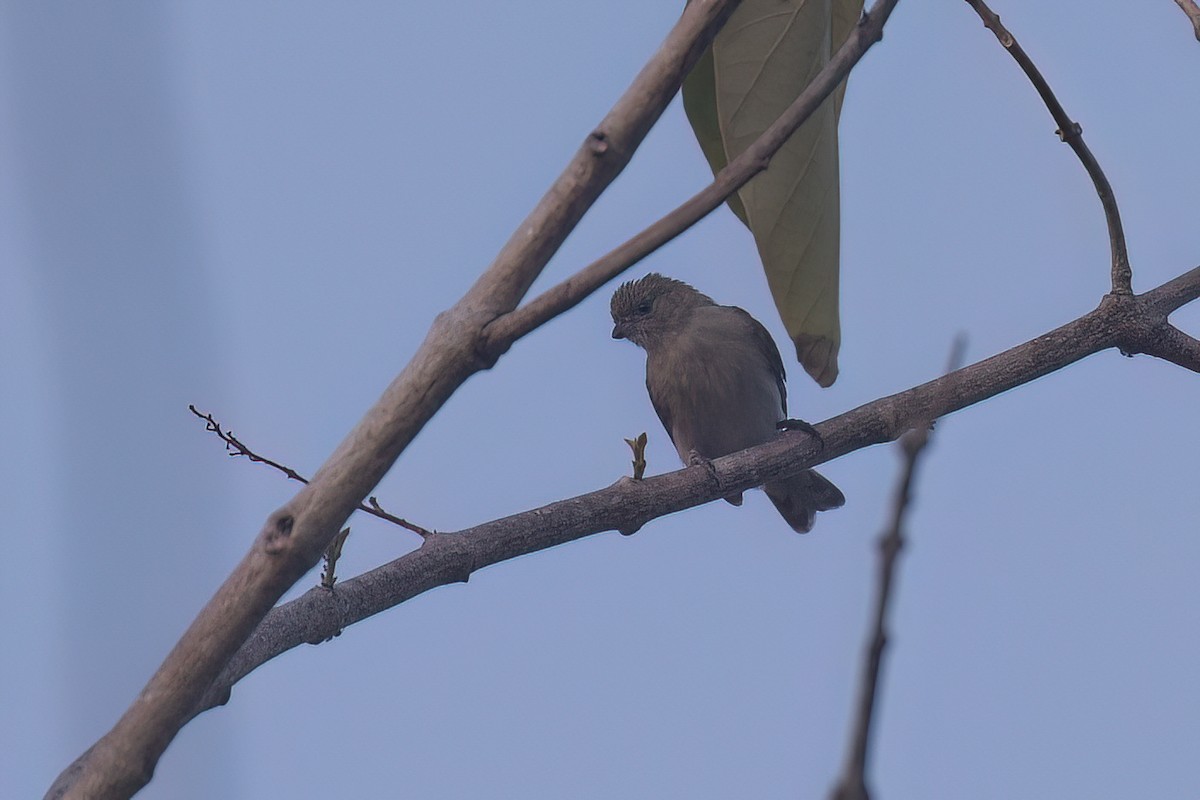 Pallid Honeyguide - ML625923565