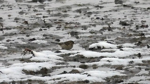 American Pipit - ML625923692