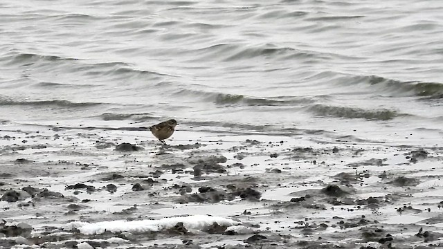 American Pipit - ML625923697