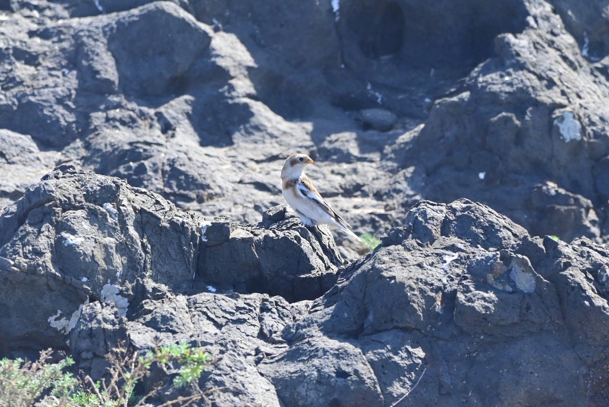 Escribano Nival - ML625923802