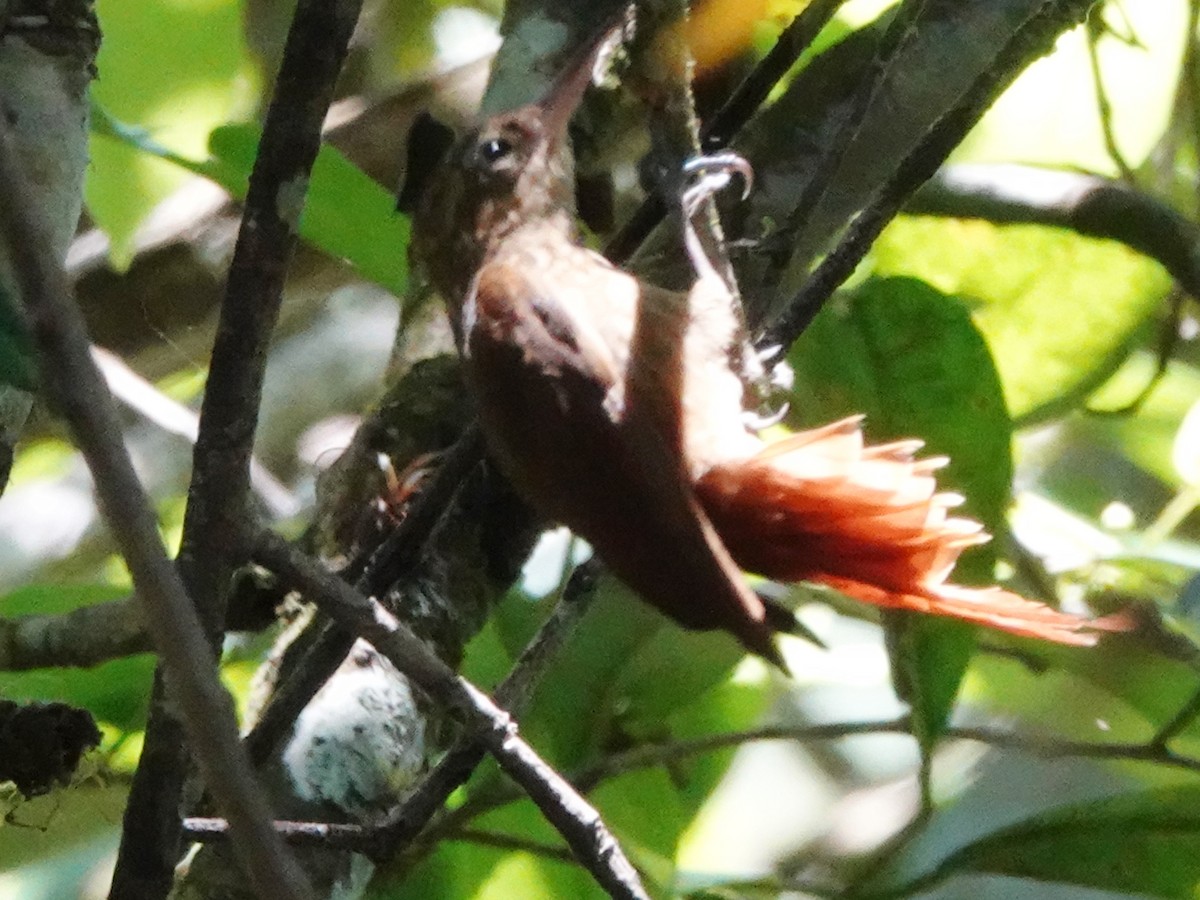 Ceara Woodcreeper - ML625923817