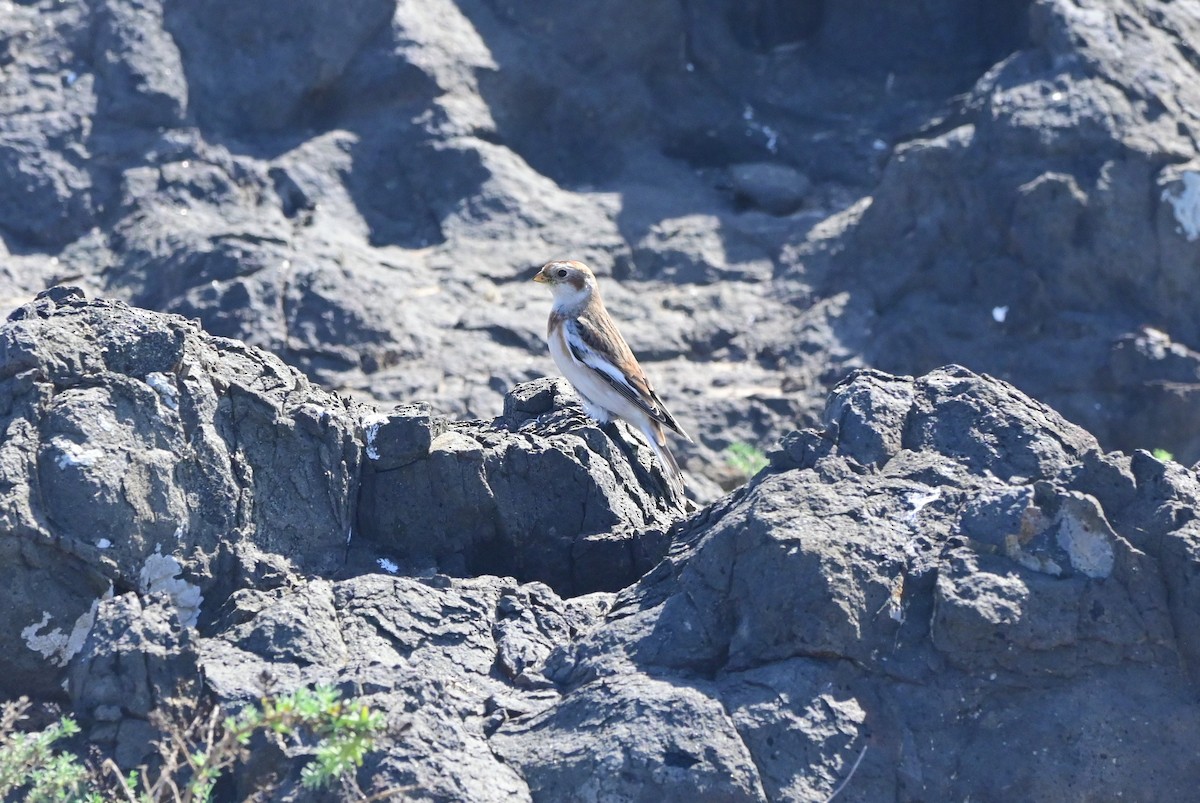 Escribano Nival - ML625923863