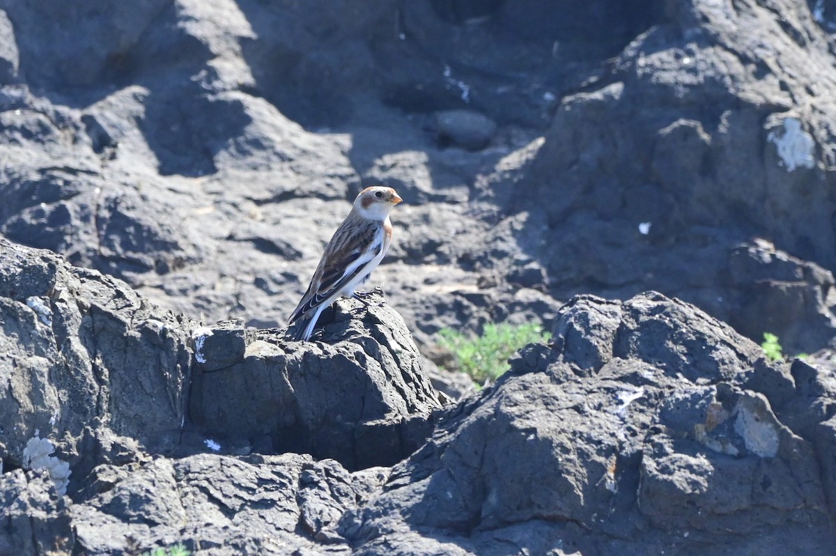 Escribano Nival - ML625923873