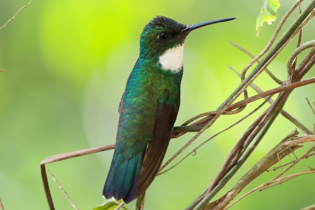 White-throated Hummingbird - ML625923968