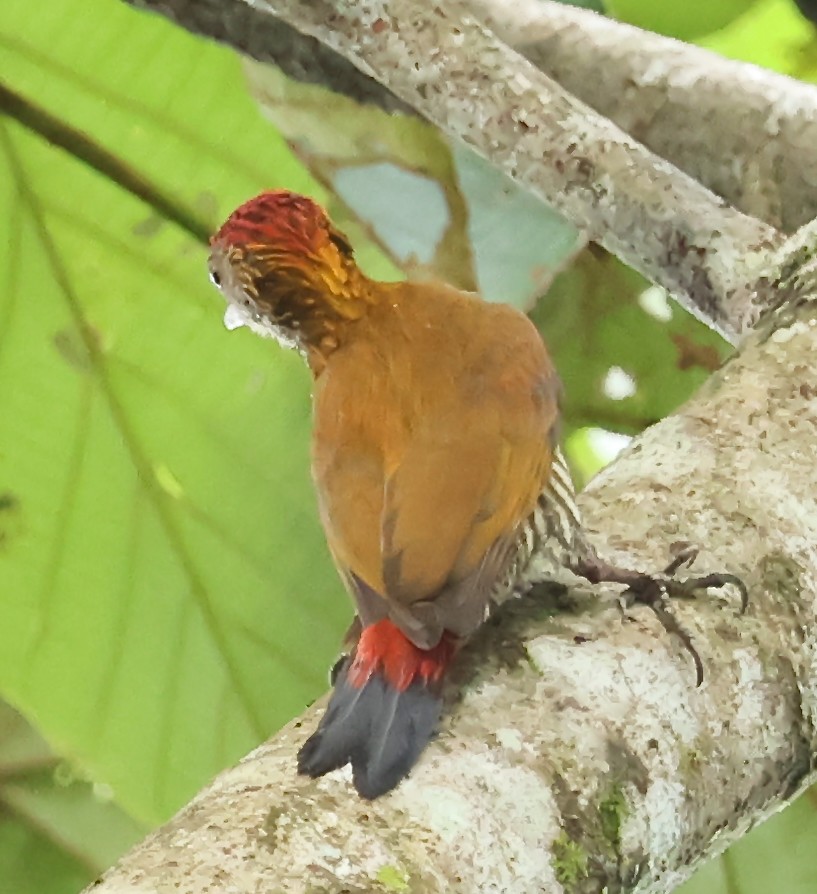 Red-rumped Woodpecker - ML625924068