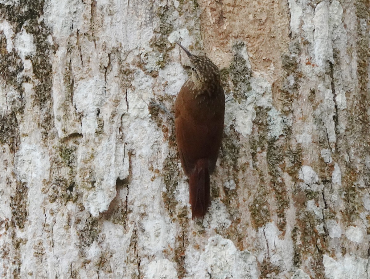Ceara Woodcreeper - ML625924156