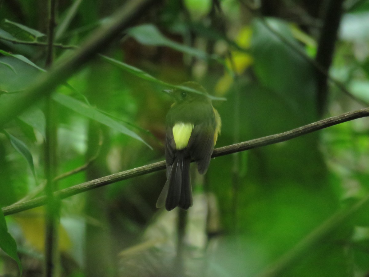Tawny-breasted Flycatcher - ML625924267