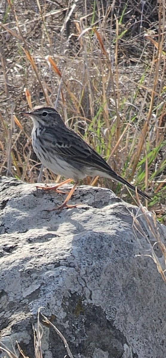 Berthelot's Pipit - ML625924279