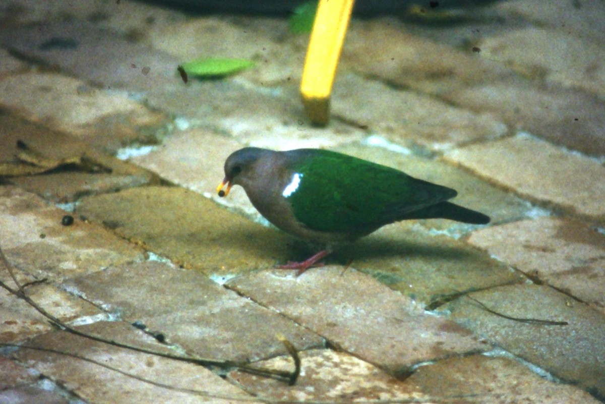 Palomita Esmeralda Cabeciparda - ML625924325