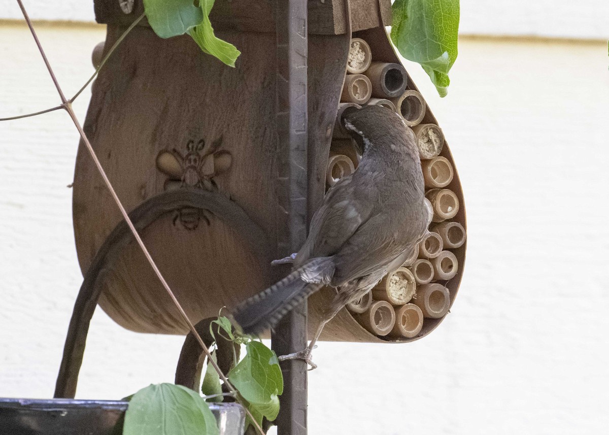 Bewick's Wren - ML625924336