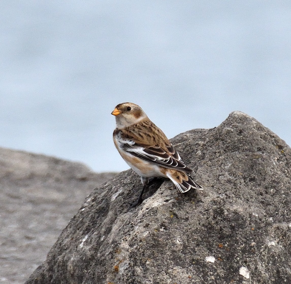 Snow Bunting - ML625924400