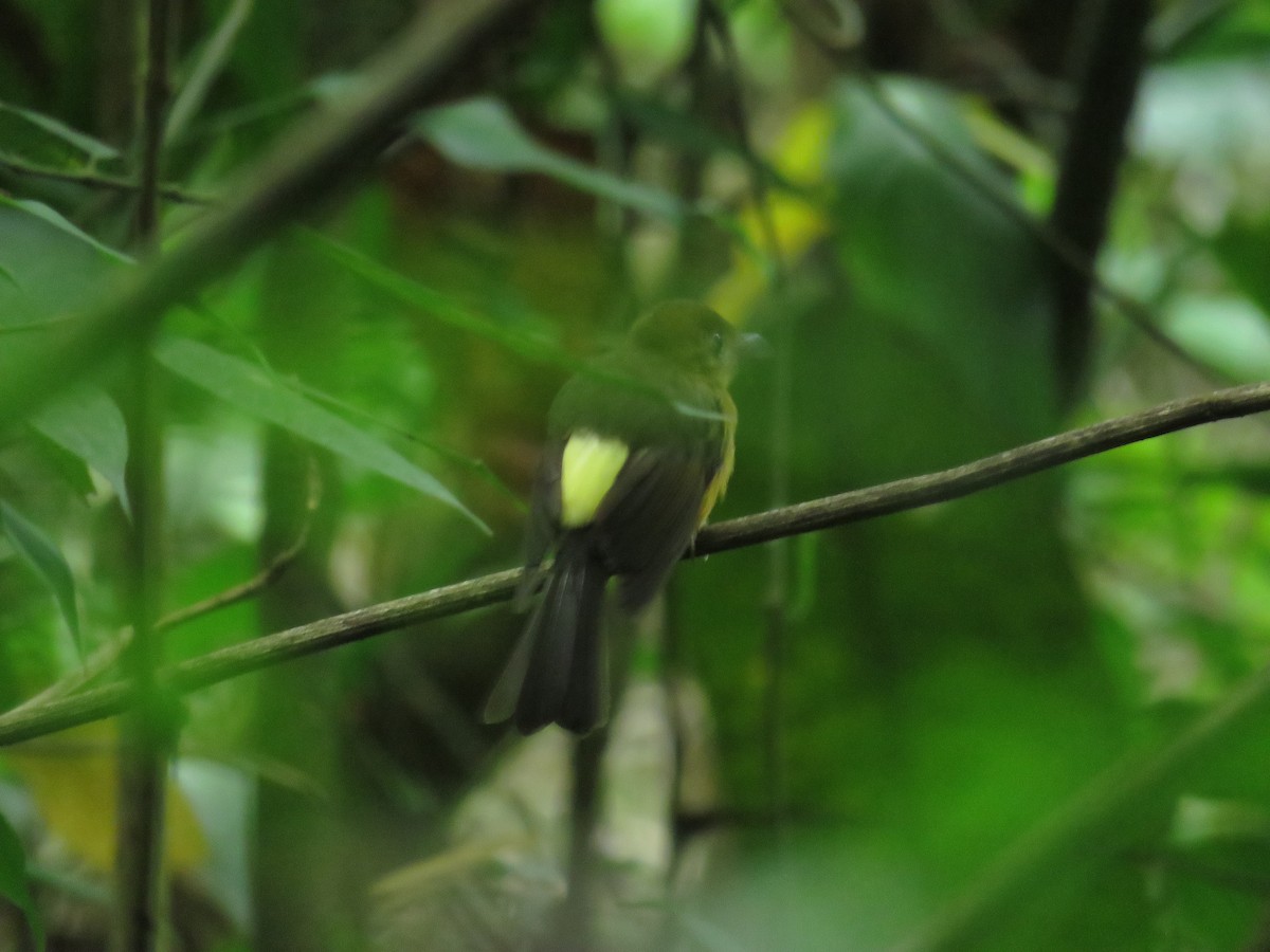 Tawny-breasted Flycatcher - ML625924441