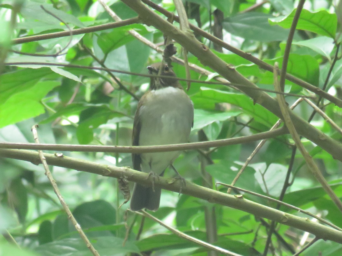 White-necked Thrush - ML625924484