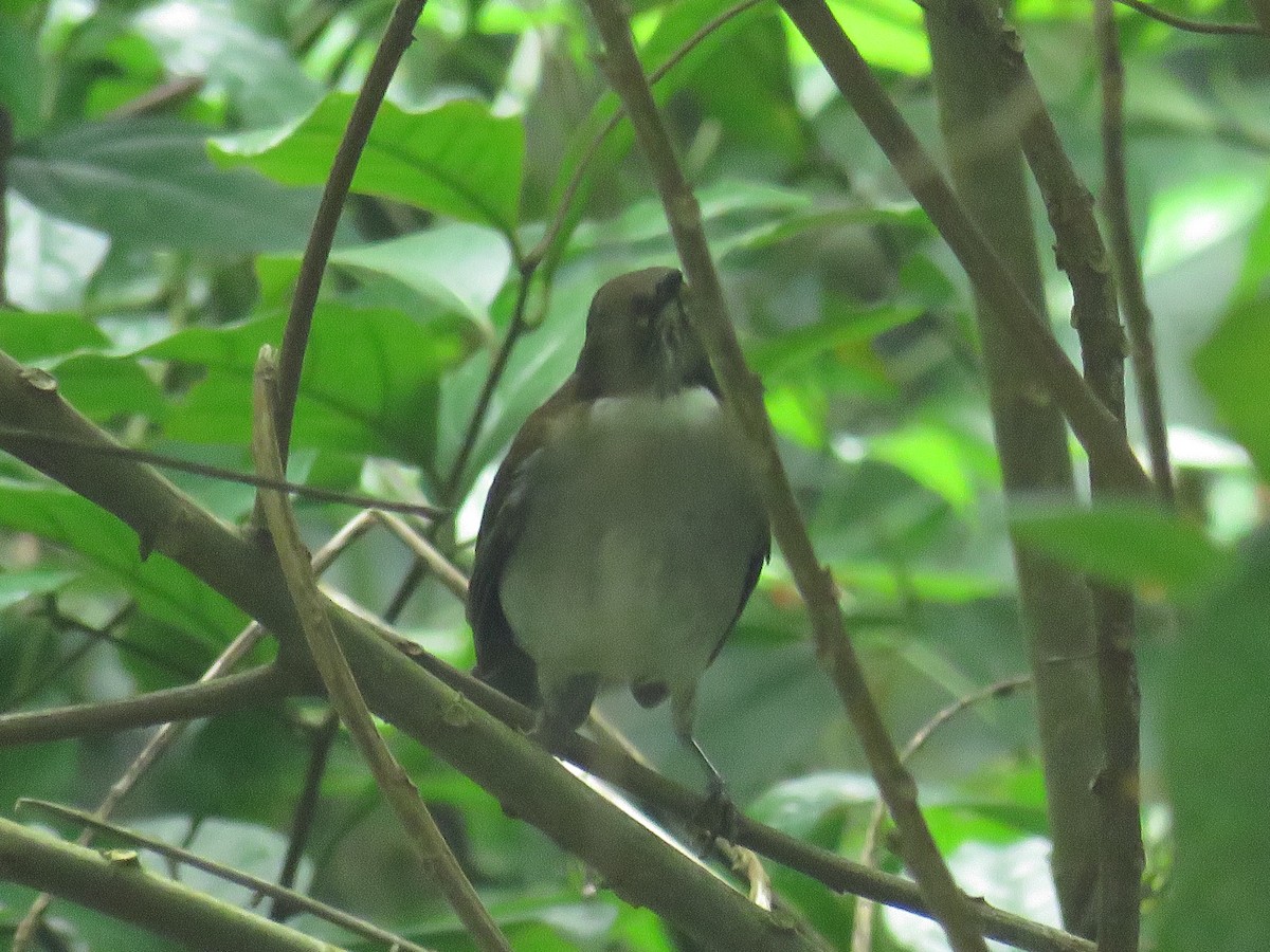 White-necked Thrush - ML625924517