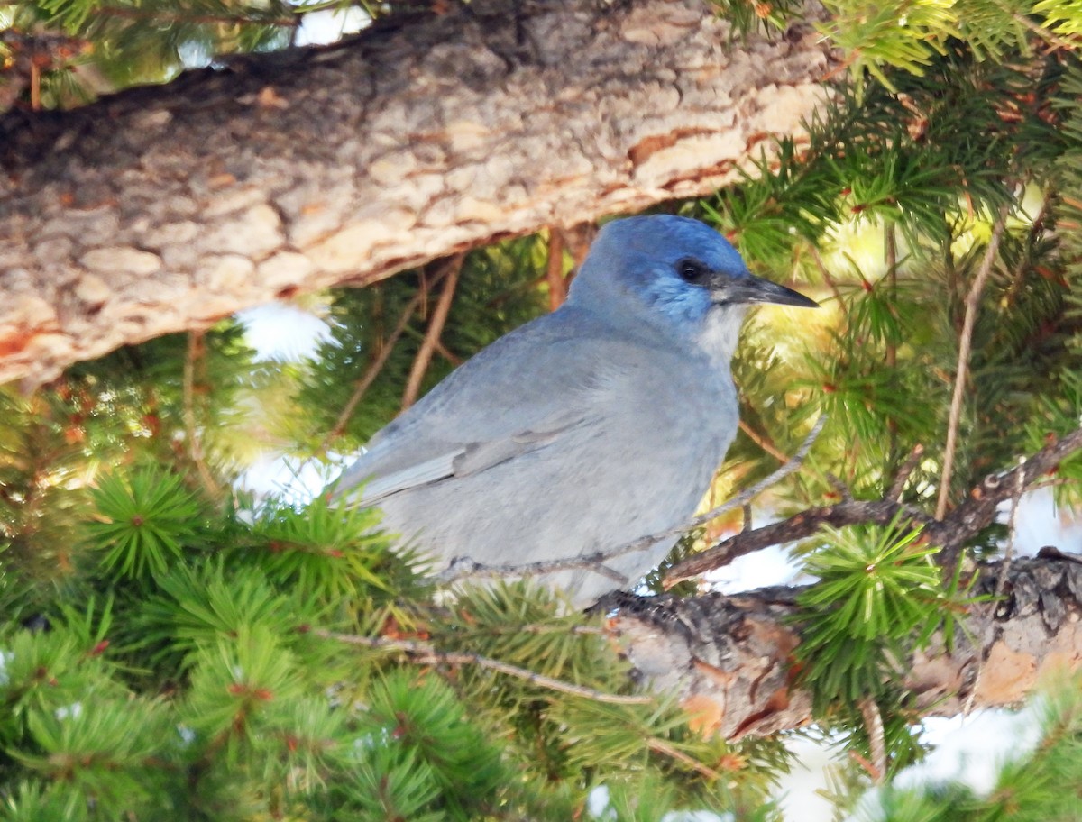 Geai des pinèdes - ML625924841