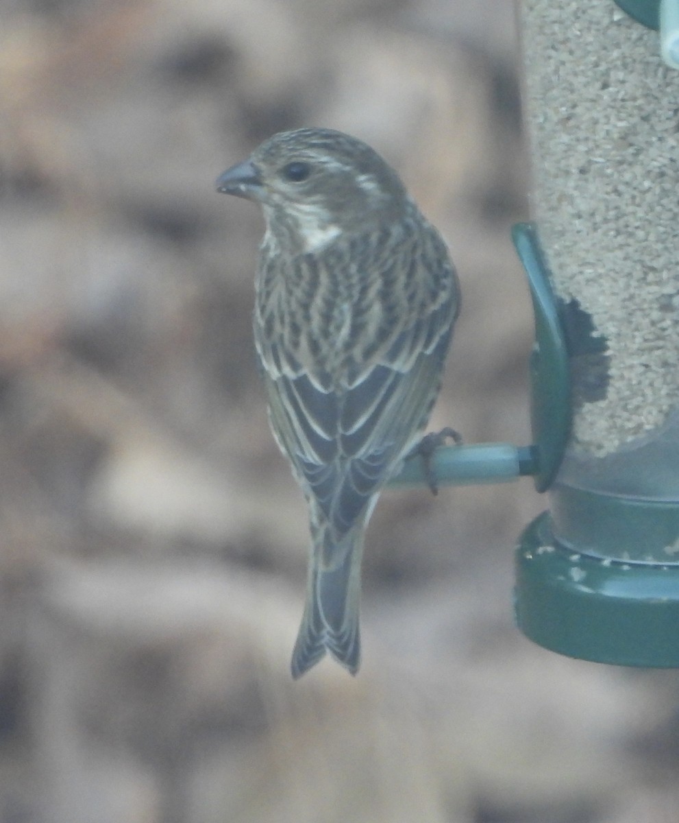 Purple Finch - ML625924867