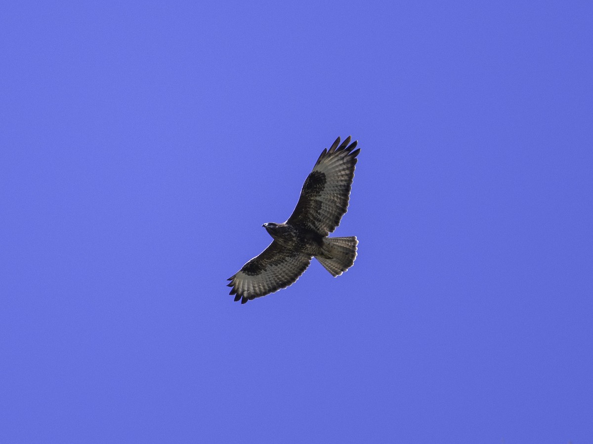 Common Buzzard (Canary Is.) - ML625925168