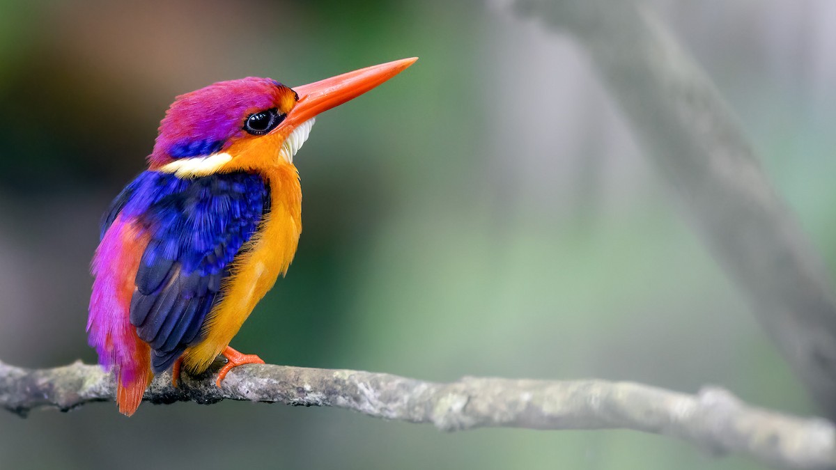 Black-backed Dwarf-Kingfisher - ML625925359