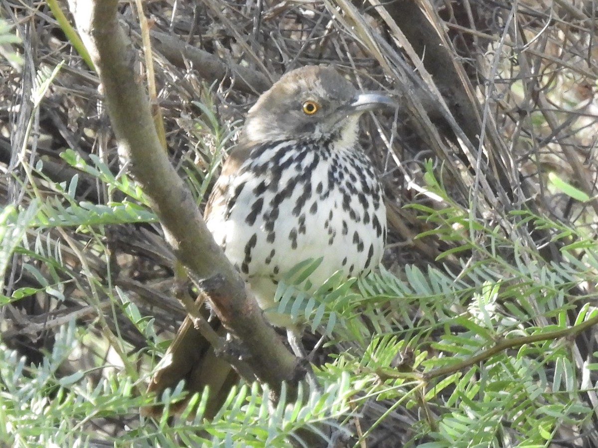 Long-billed Thrasher - ML625925397