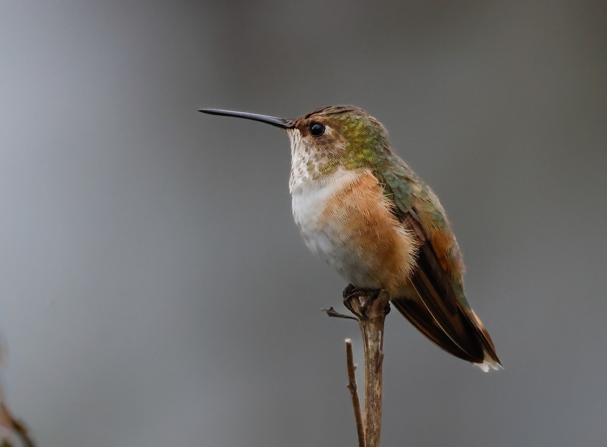 eBird Checklist - 6 Nov 2024 - stakeout Rufous Hummingbird, Oswego ...