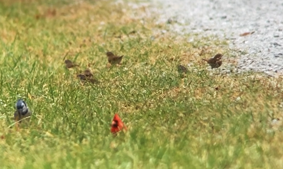 Fox Sparrow - ML625925479