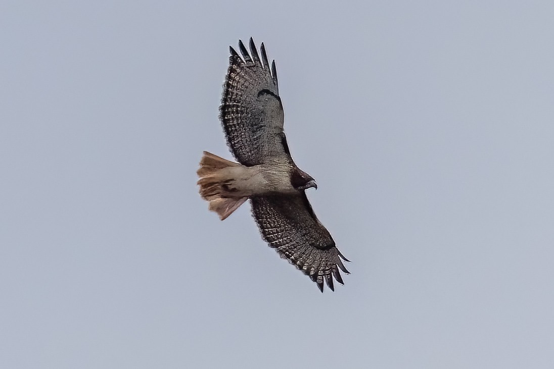 Red-tailed Hawk - ML625925631