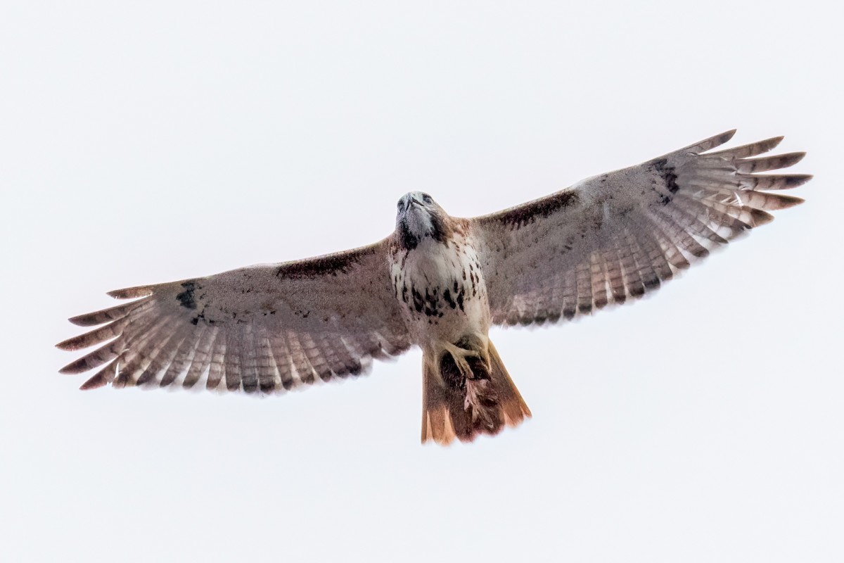 Red-tailed Hawk - ML625925632