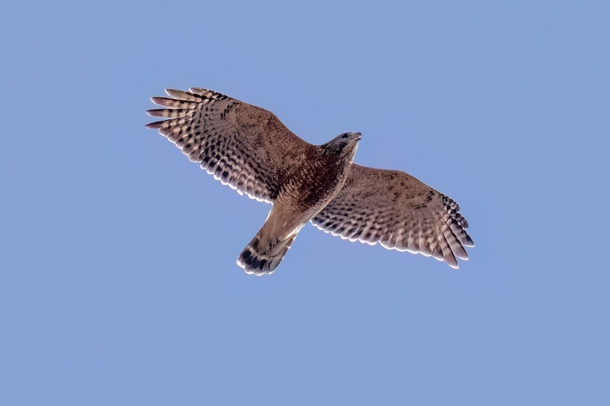 Red-shouldered Hawk - ML625925653