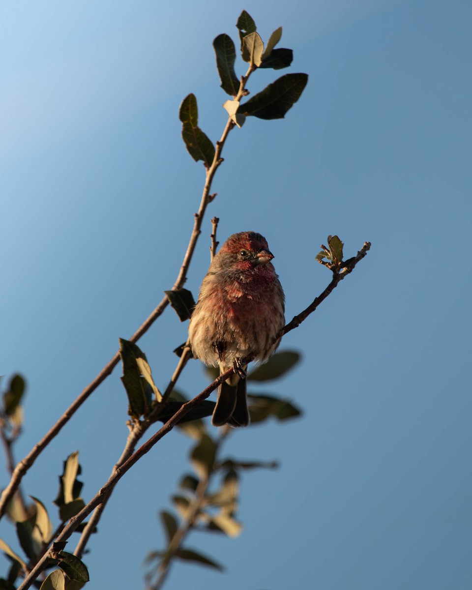 House Finch - ML625925784