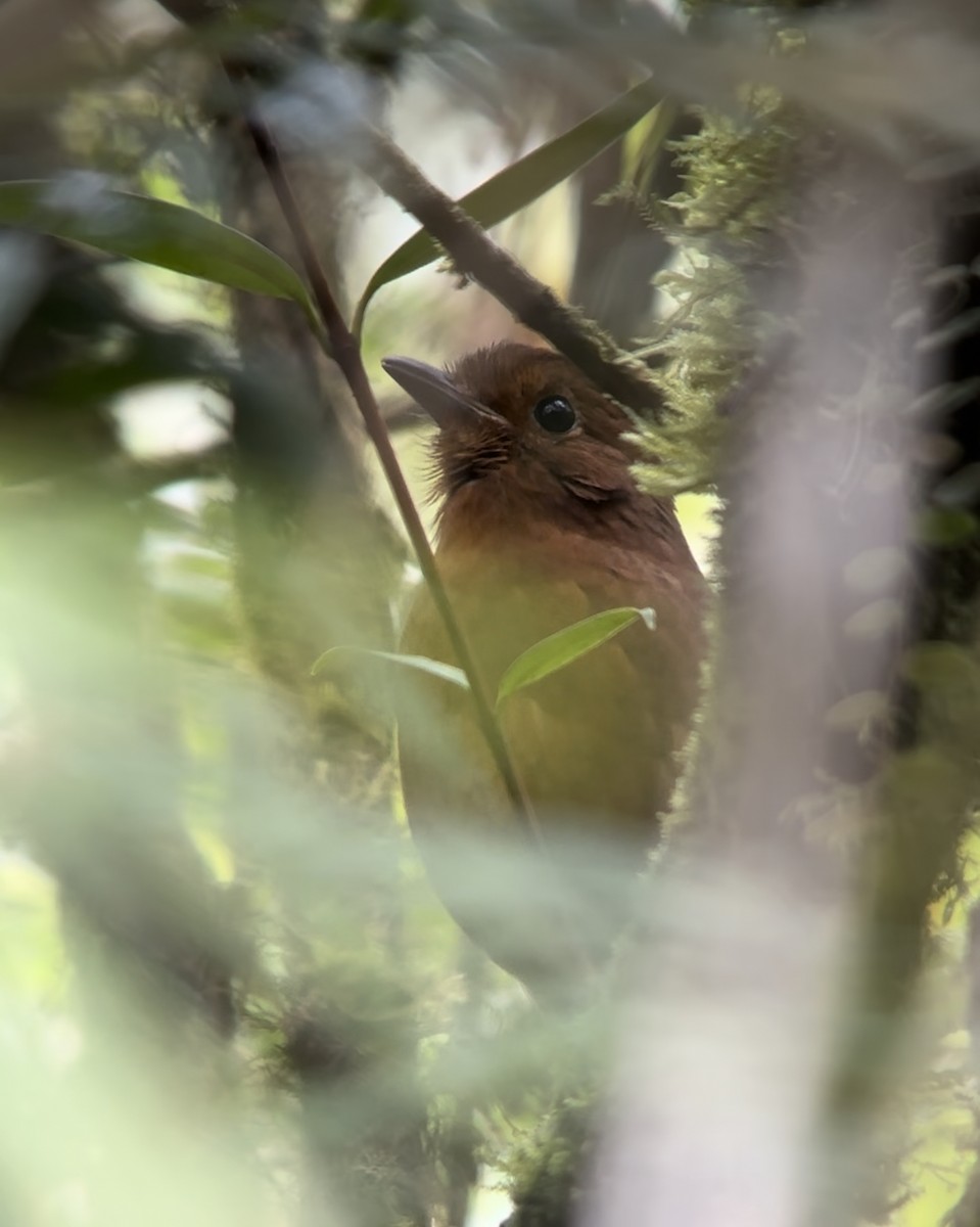 Oxapampa Antpitta - ML625926068