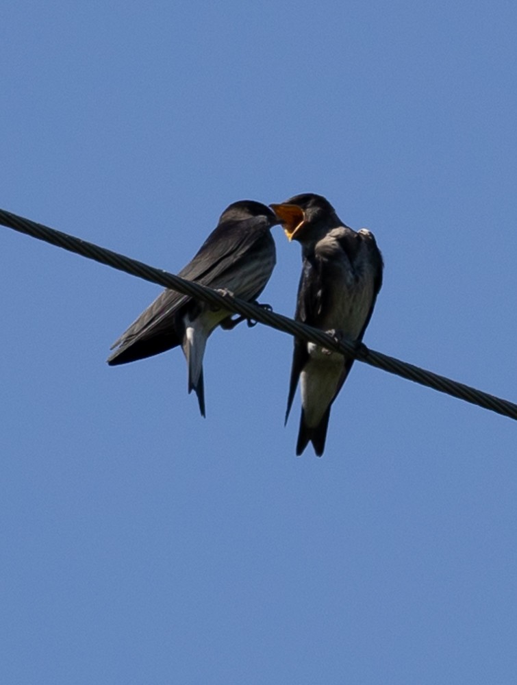 Golondrina Purpúrea - ML625926083