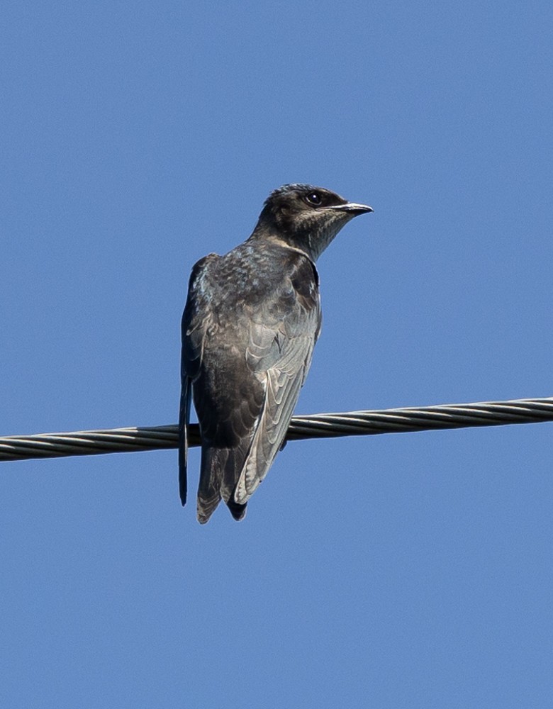 Golondrina Purpúrea - ML625926086