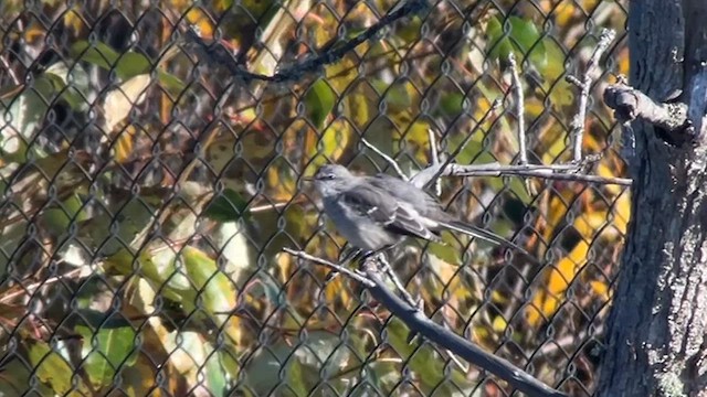 Northern Mockingbird - ML625926107