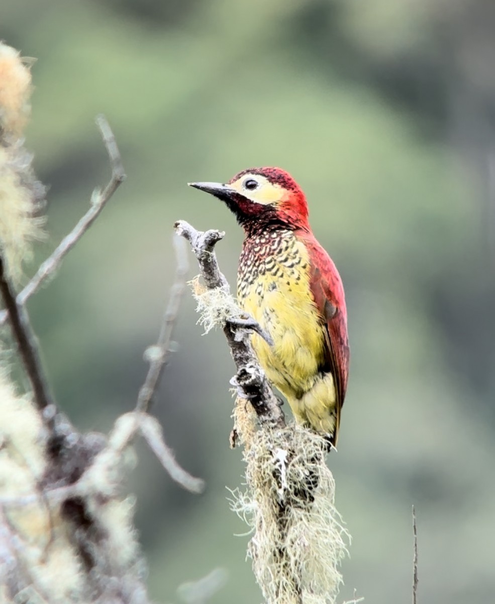 Crimson-mantled Woodpecker - ML625926136