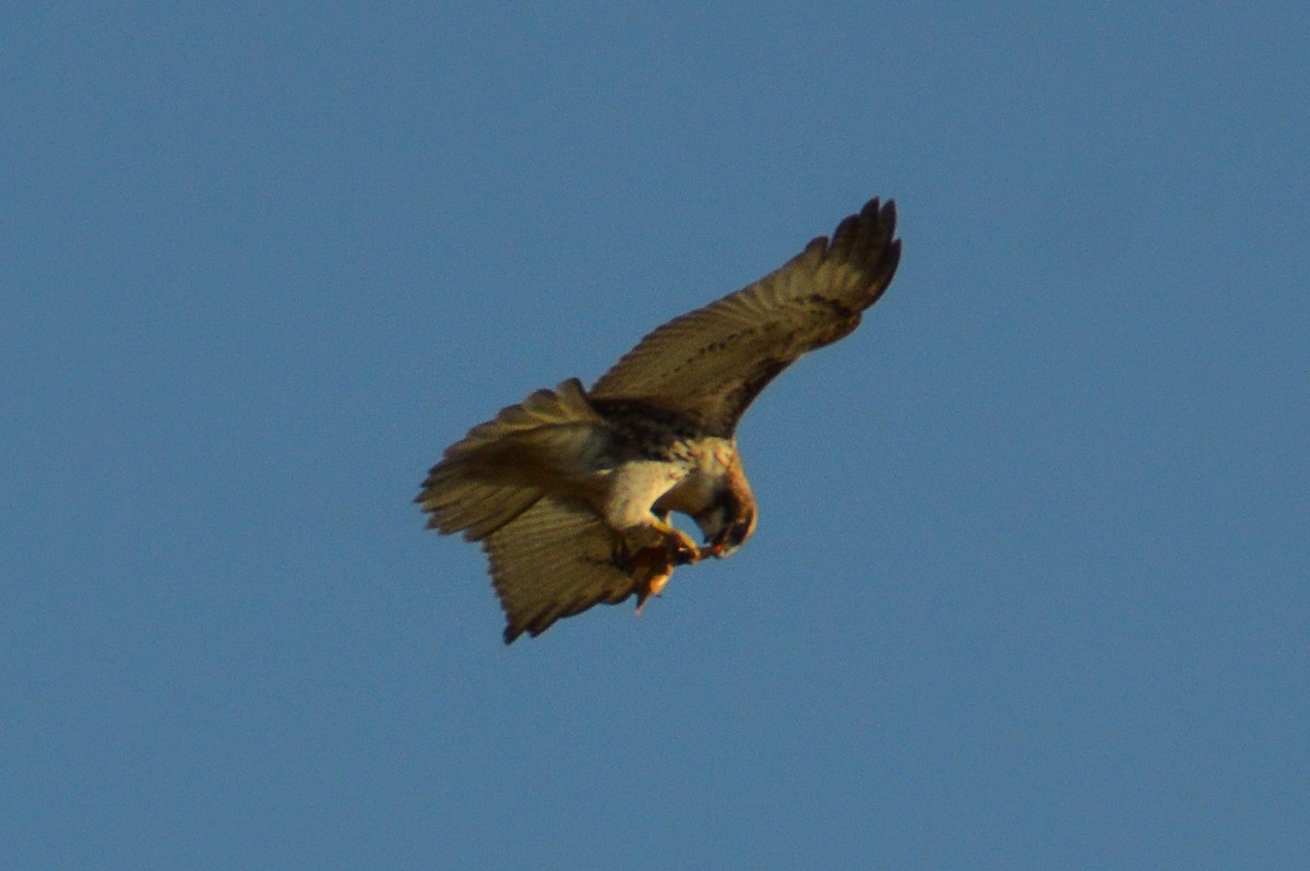 Red-tailed Hawk - ML625926238