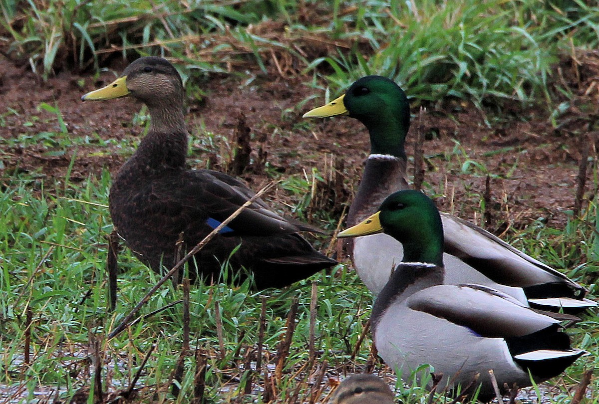 Canard noir - ML625926291