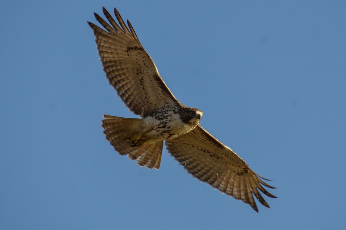 Red-tailed Hawk - ML625926511