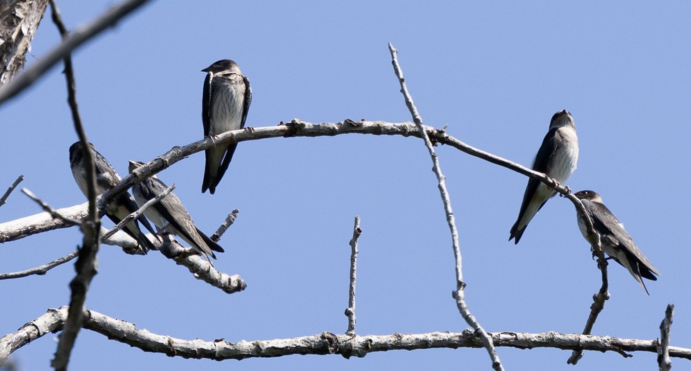 Golondrina Purpúrea - ML625926537