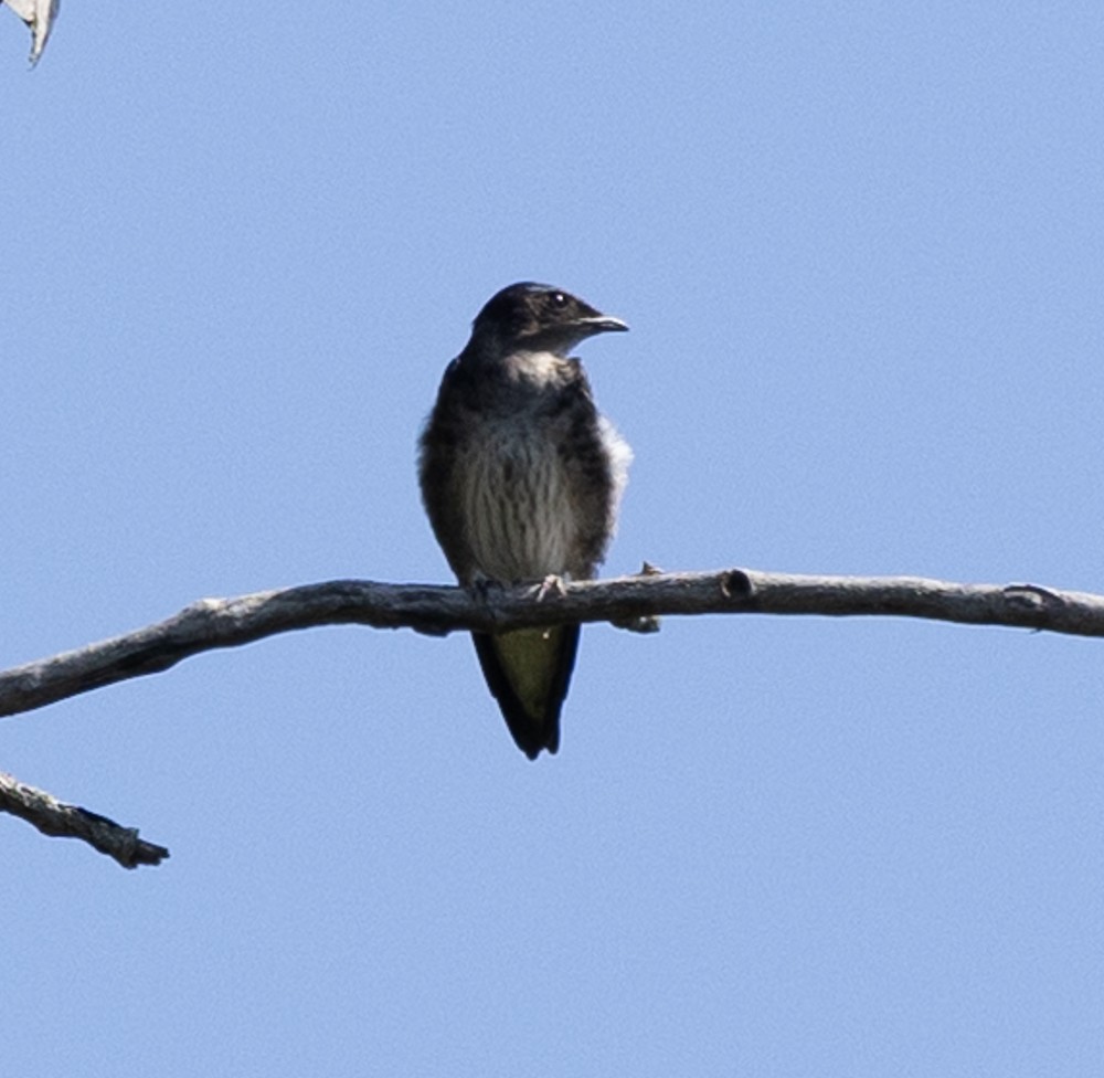 Golondrina Purpúrea - ML625926538