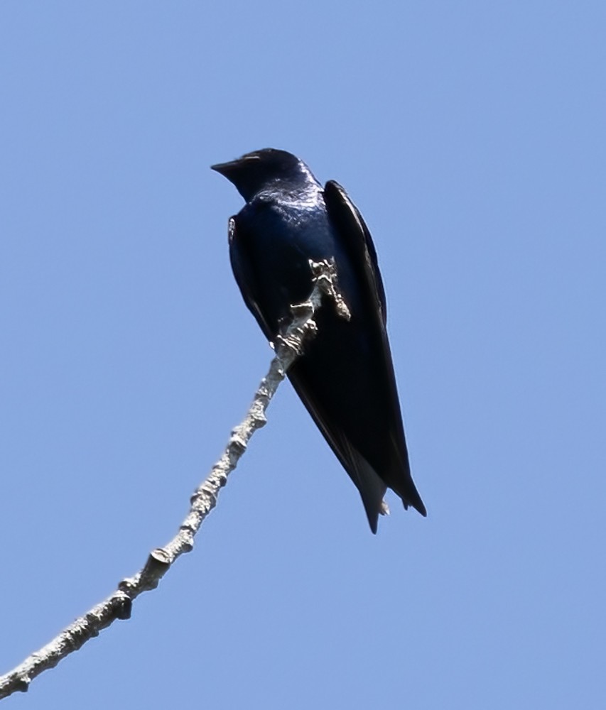 Golondrina Purpúrea - ML625926539