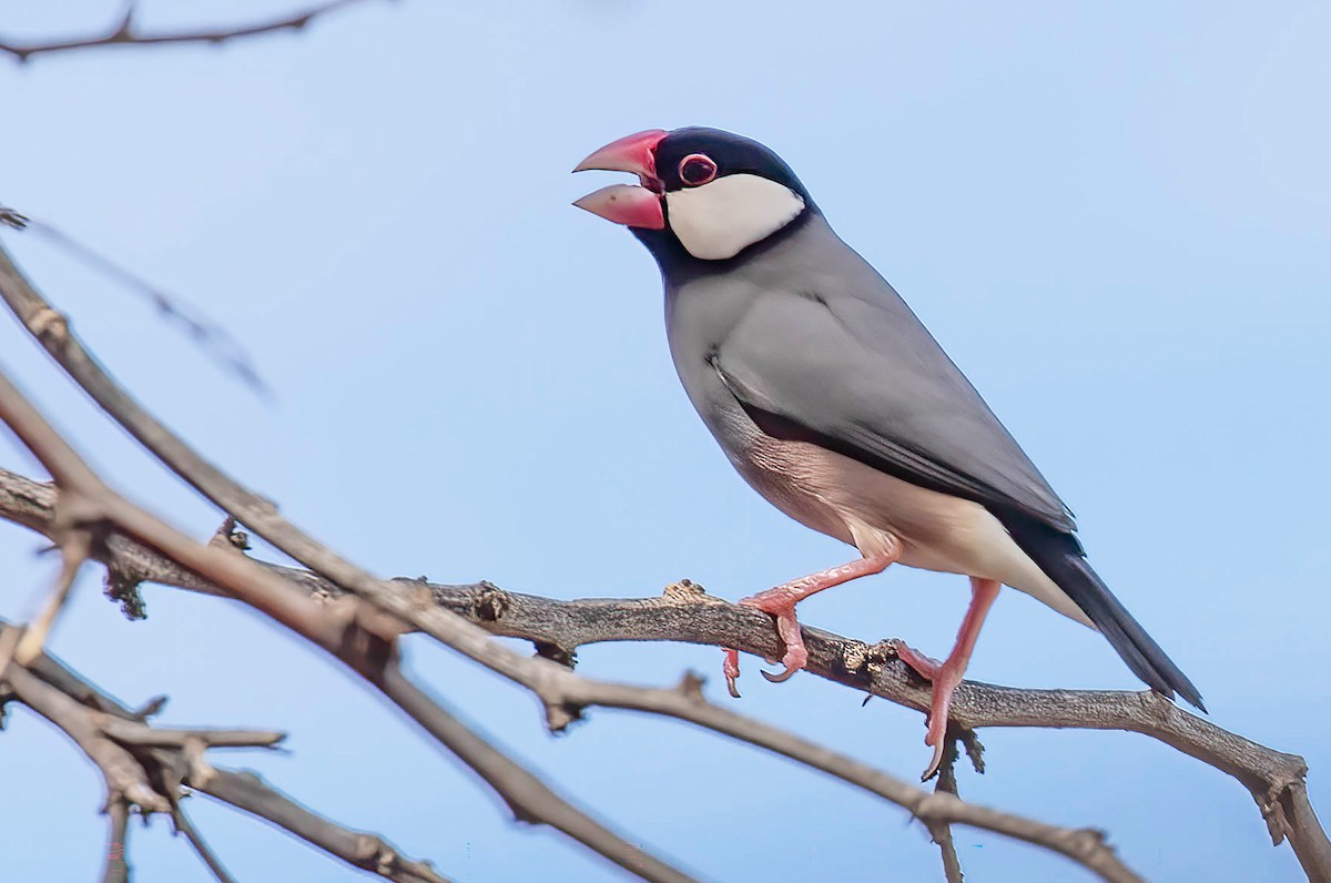 Java Sparrow - ML625926611