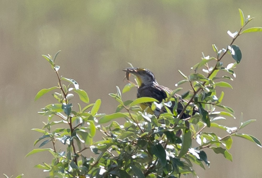 Eastern Meadowlark - ML625926623