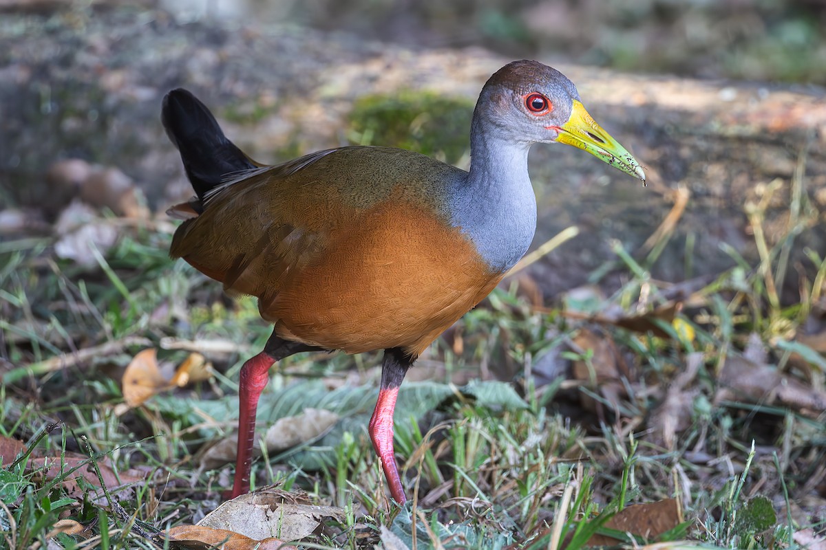Gray-cowled Wood-Rail - ML625926917