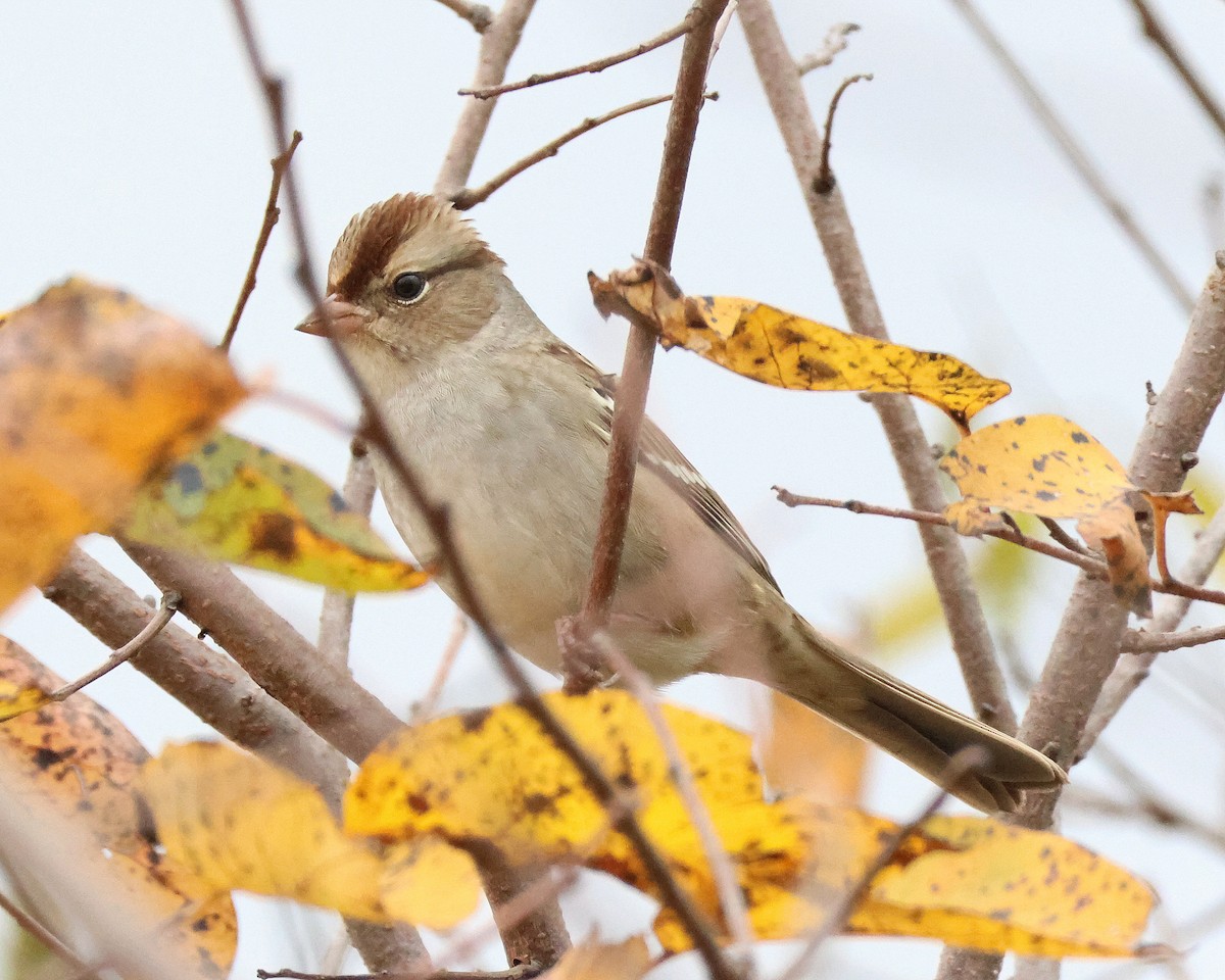 White-crowned Sparrow - ML625926927