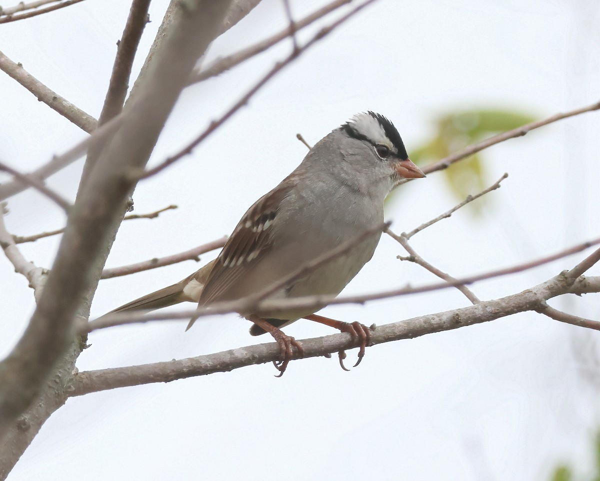 White-crowned Sparrow - ML625926936