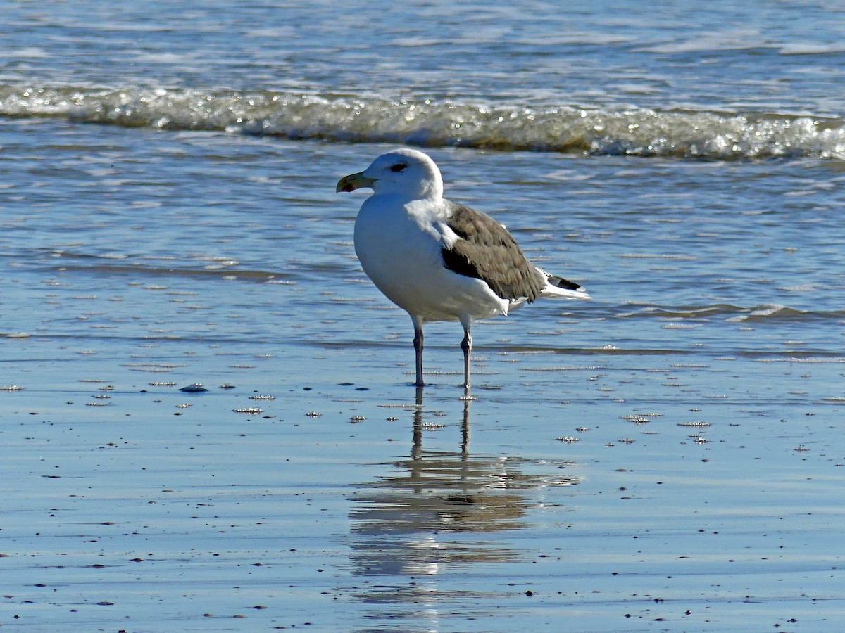 Бэсрэг цахлай - ML625926975