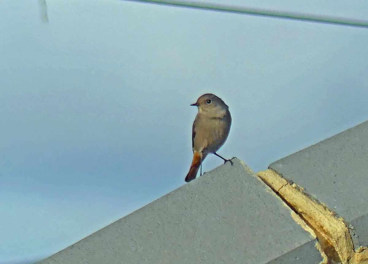 Мойлон гал сүүлт - ML625926980