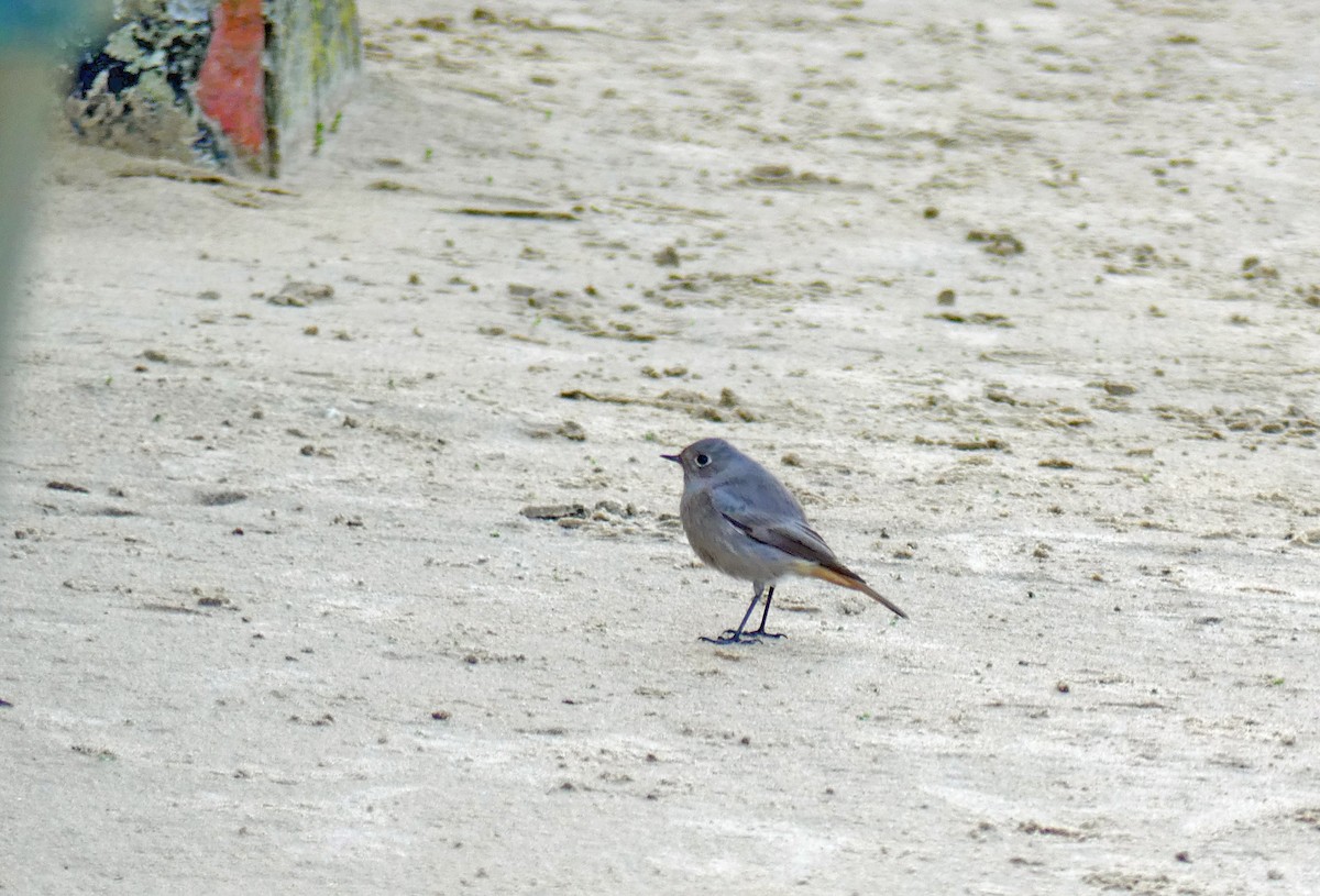 Мойлон гал сүүлт - ML625926981